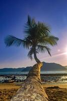 ein Kokosnuss Baum auf das Strand beim Dämmerung oder Sonnenuntergang foto