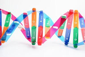 DNA Molekül Spiral- Struktur Modell- isoliert auf Weiß Hintergrund, Chromosom und Gen chemisch Wissenschaft Biologie. foto