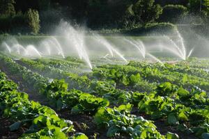 ai generiert Grüner Salat im das Feld. Präzision Bewässerung Systeme zum effizient Wasser verwenden im Landwirtschaft. foto