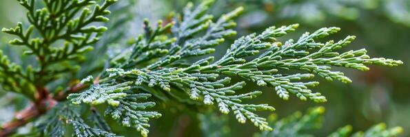 ai generiert einfarbig Muster von abwechslungsreich Grün Thuja Blätter zum subtil und anspruchsvoll Hintergrund Design foto