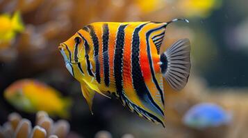 ai generiert beschwingt Flamme Kaiserfisch gleiten durch bunt Salzwasser Koralle Riff im Aquarium Rahmen foto