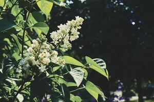 frisch lila Frühling Ast mit Weiß Blumen auf Grün foto