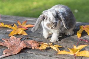 Kaninchen, Hase im Freien foto