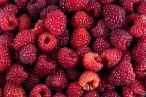 Obst Banner von das Ernte von reif organisch Himbeeren Hintergrund foto