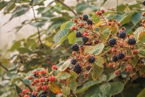 schwarz reif und rot Reifung Brombeeren auf Grün Blätter Hintergrund. foto