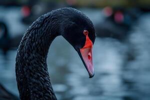 ai generiert schwarz Schwan auf Wasser Oberfläche, schließen oben foto