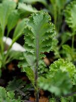 Grünkohl und Grün Salat Pflanze im Topf Garten frisch und organisch foto