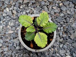 Grünkohl und Grün Salat Pflanze im Topf Garten frisch und organisch foto