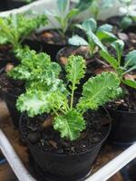 Grünkohl Gemüse im Topf Baby und wachsend oben een Gemüse gesund Pflege foto