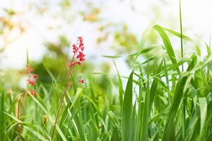 rot süß Blume unter Grün Gras im das Wiese foto