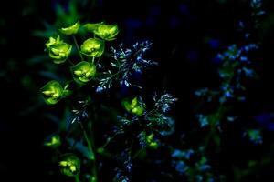dunkel Blau Vegetation Hintergrund mit Blätter und Gelb Blumen foto