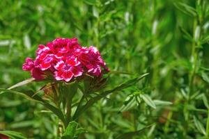 rot Magenta Nelke Dianthus Chinensis Diana zum Landschaftsbau im Gardens foto