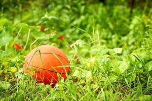 Orange Basketball Ball zum spielen auf ein blumig Grün Wiese foto