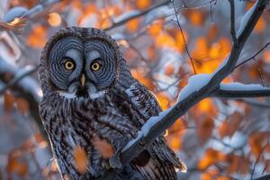 ai generiert großartig grau Eule strix nebulosa im das Wald foto