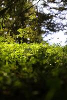 wenig Pflanzen auf das Wald Boden. Kohlenstoff neutral oder Kohlenstoff Netz Null Konzept foto