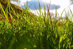 Gras und Sonnenlicht. Natur oder Kohlenstoff Neutralität oder Umgebung Hintergrund Foto