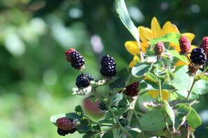 reif und unreif Brombeeren gegen das Hintergrund von dekorativ Sonnenblume Blütenblätter. horizontal Foto, Nahansicht foto