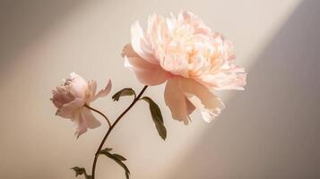 ai generiert Rosa Pfingstrose Blume mit Schatten auf ein minimalistisch Hintergrund. Fotografie mit das Konzept von Schönheit und organisch Pflege foto