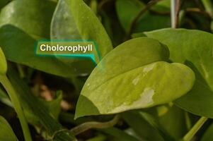 Grün Blatt mit Chlorophyll Hologramm Text foto