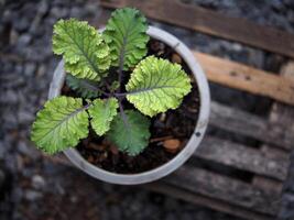 Grünkohl und Grün Salat Pflanze im Topf Garten frisch und organisch foto