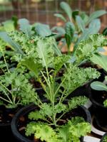 Grünkohl und Grün Salat Pflanze im Topf Garten frisch und organisch foto