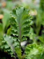 Grünkohl und Grün Salat Pflanze im Topf Garten frisch und organisch foto