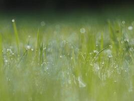 Bokeh verwischen Hintergrund Reis Landwirtschaft und Licht Süss Grün Hintergrund Natur Sonnenlicht foto