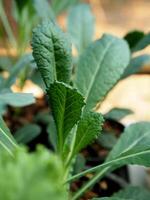 Grünkohl und Grün Salat Pflanze im Topf Garten frisch und organisch foto