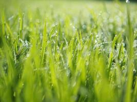 Bokeh verwischen Hintergrund Reis Landwirtschaft und Licht Süss Grün Hintergrund Natur Sonnenlicht foto