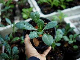 Grünkohl Gemüse im Topf Baby und wachsend oben een Gemüse gesund Pflege foto