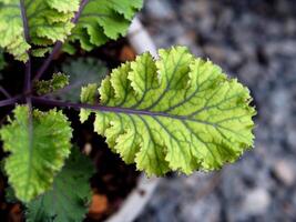 Grünkohl und Grün Salat Pflanze im Topf Garten frisch und organisch foto