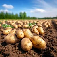 ai generiert frisch gegraben Kartoffeln Lügen auf das Boden im das Feld foto