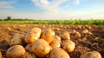 ai generiert geerntet Kartoffeln auf ein Feld im das Licht von das Rahmen Sonne foto