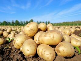 ai generiert geerntet Kartoffeln auf ein Feld im das Licht von das Rahmen Sonne foto