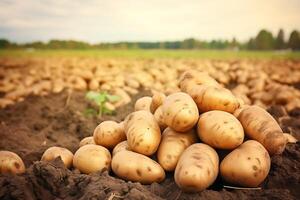 ai generiert geerntet Kartoffeln auf ein Feld im das Licht von das Rahmen Sonne foto