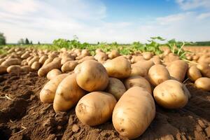 ai generiert geerntet Kartoffeln auf ein Feld im das Licht von das Rahmen Sonne foto