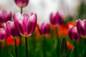 Rosa Tulpen. Frühling blühen oder Frühling Blumen Hintergrund foto