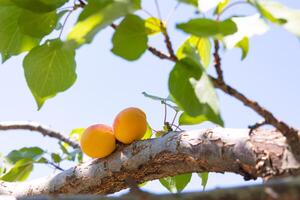 Aprikosen auf das Baum. organisch vegan Lebensmittel Konzept foto