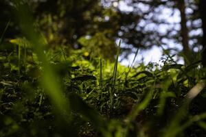 Wald oder Natur Sicht. Gräser im das Wald von Boden eben. foto