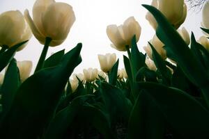 Weiß Tulpen von unten im breit Winkel Sicht. Tulpe Segeltuch drucken Foto