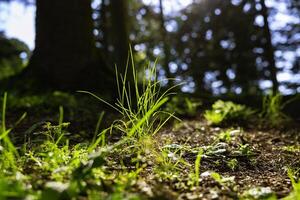 Natur oder Umgebung Hintergrund. Gräser im das Wald mit Direkte Sonnenlicht. foto