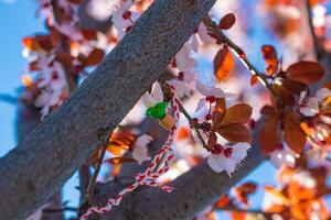 marteniza auf das Baum. Feier von das Frühling foto