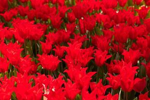 schön rot Tulpen im Frühling. Frühling blühen Hintergrund Foto