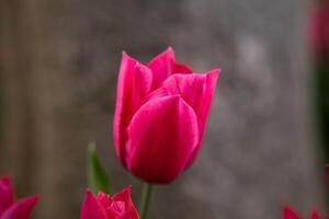 Nahansicht Aussicht von ein Rosa Tulpe beim Frühling. Frühling blühen Hintergrund Foto