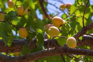 vegan Lebensmittel Konzept. Aprikosen auf das Baum. Sommer- Früchte Produktion. foto