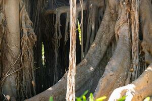 Ficus Baum. gplant im ein Park im puerto de la cruz. Nord Teneriffa, Kanarienvogel Inseln, Spanien foto