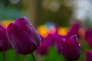 lila Tulpe und Regentropfen. Frühling Blumen Hintergrund Foto