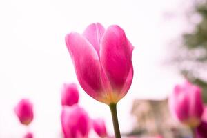 Rosa Tulpe im Fokus. Nahansicht Aussicht von ein Rosa Tulpe isoliert auf Weiß Himmel foto