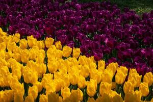 lila und Gelb Tulpen im das Park. foto