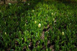 Tulpen im Blüte. Tulpe Knospen auf das Feld. foto